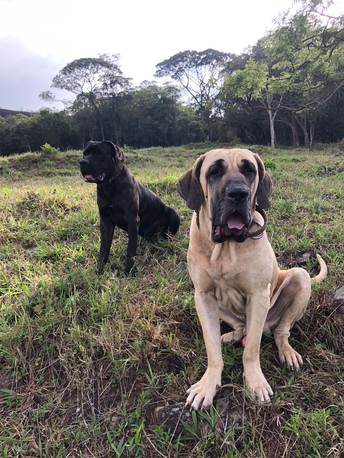 Faça uma doação e ajude os animais!